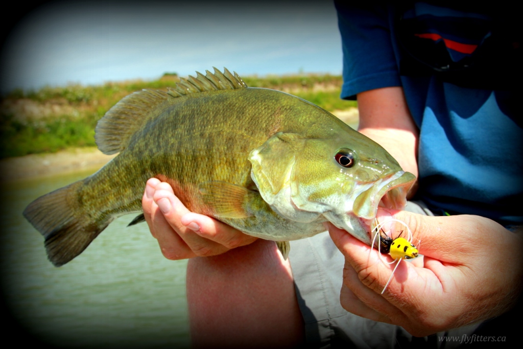Some GREAT smallie action this summer!! - Fly Fitters Guided